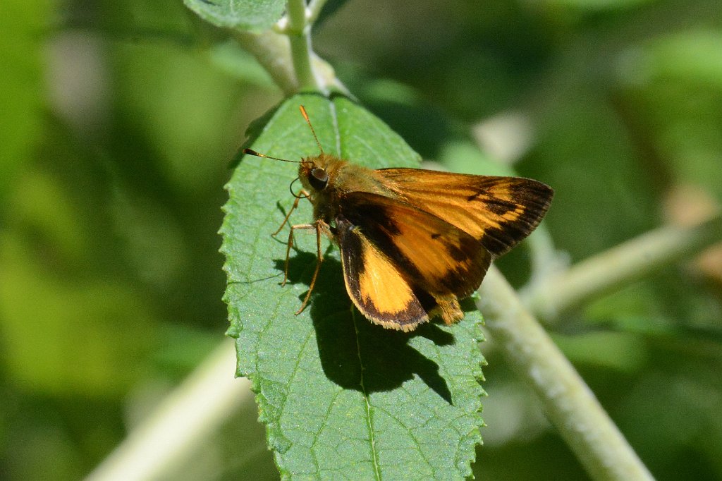 204 2013-08115746 Broad Meadow Brook, MA.JPG - Zabulon Skipper Butterfly (Poanes zabulon). Broad Meadow Brook Wildlife Sanctuary, MA, 8-11-2013